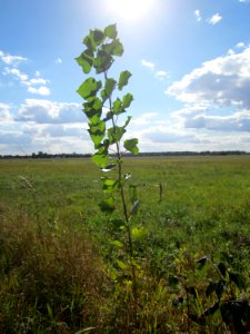 20120919Schwarzpappel_Hockenheim3