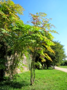 20120916Aralie_Saarbruecken1