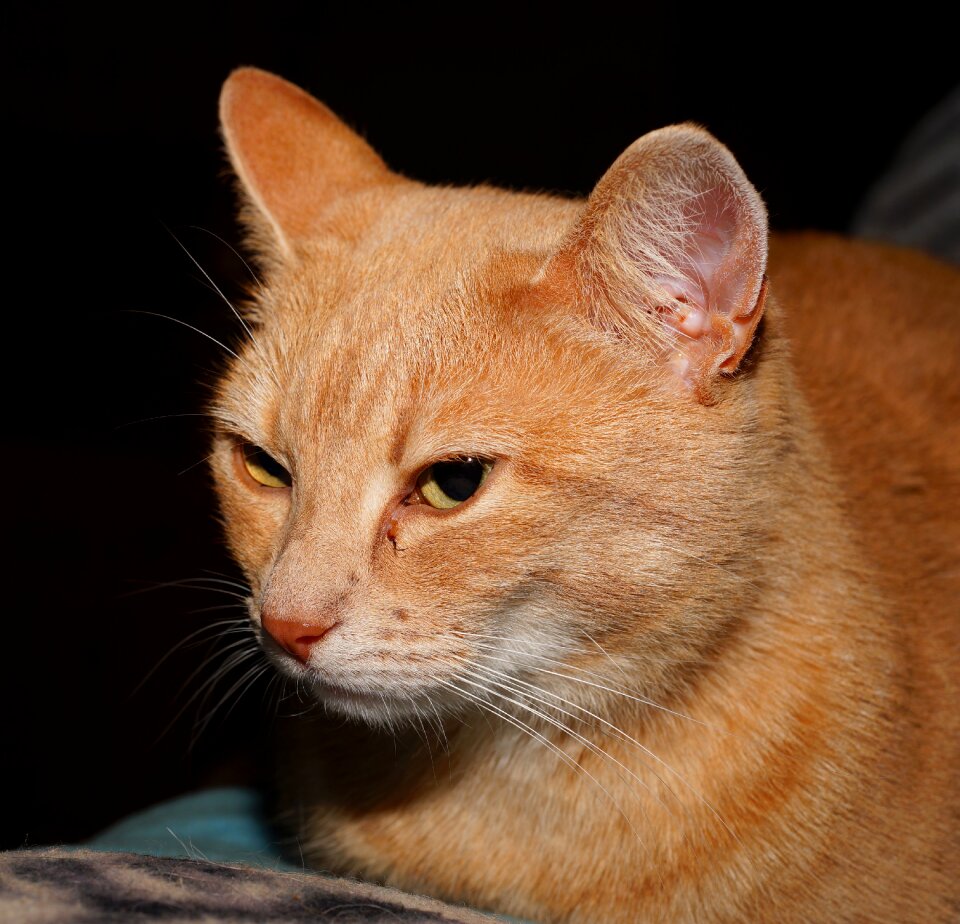 Expression pet close up