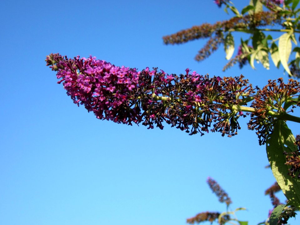 20120724Buddleja_davidii4