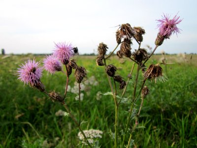 20120923Distel_Hockenheimer_Rheinbogen4