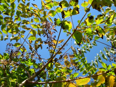 20120916Aralie_Saarbruecken2