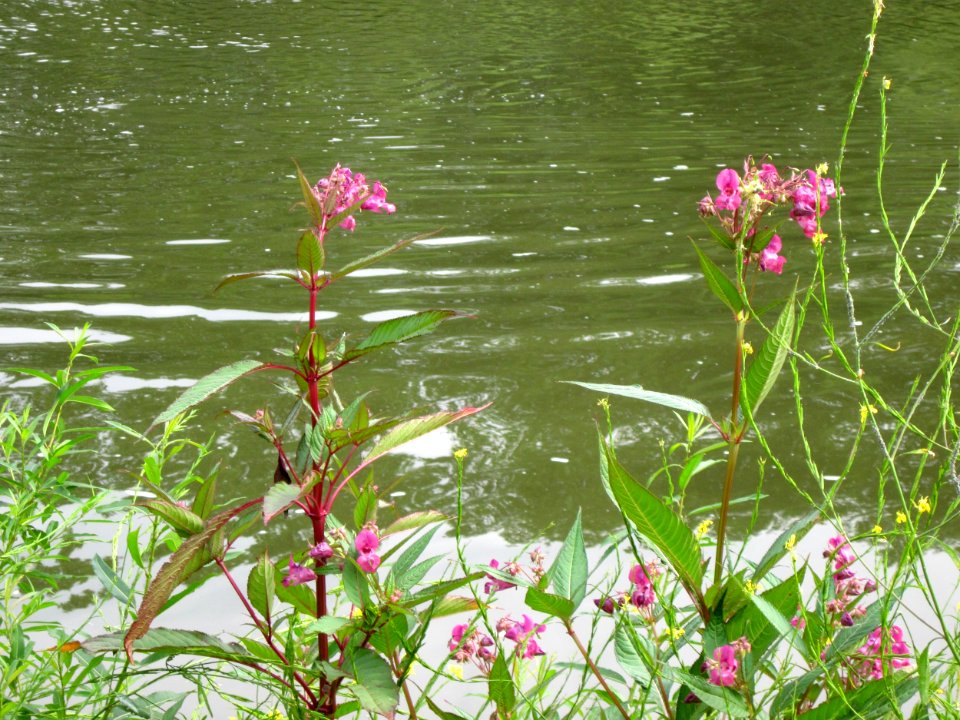 20120720Impatiens_glandulifera