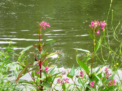 20120720Impatiens_glandulifera
