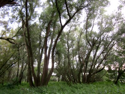 20120923Rheinauenwald_Altlussheim03