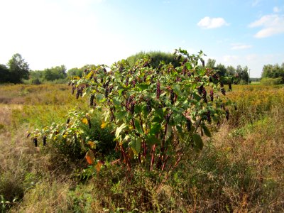 20120922Phytolacca_americana1