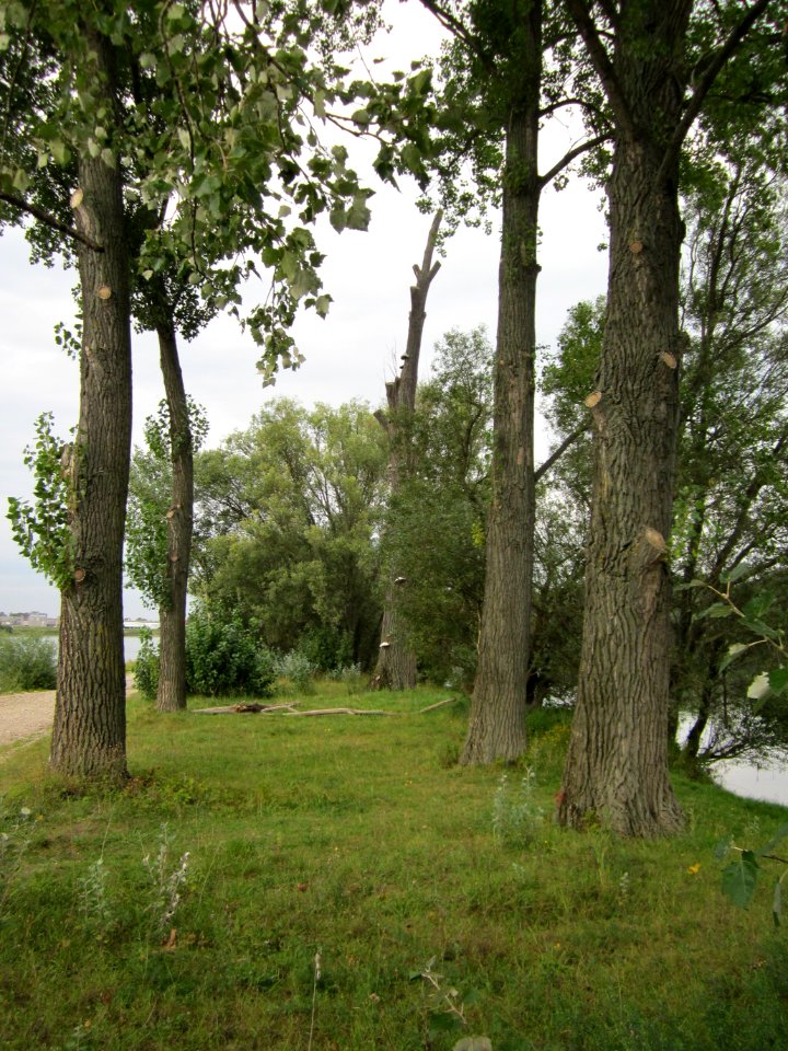 20120923Rheinauenwald_Altlussheim07