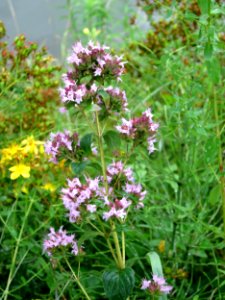 20120720Origanum_vulgare