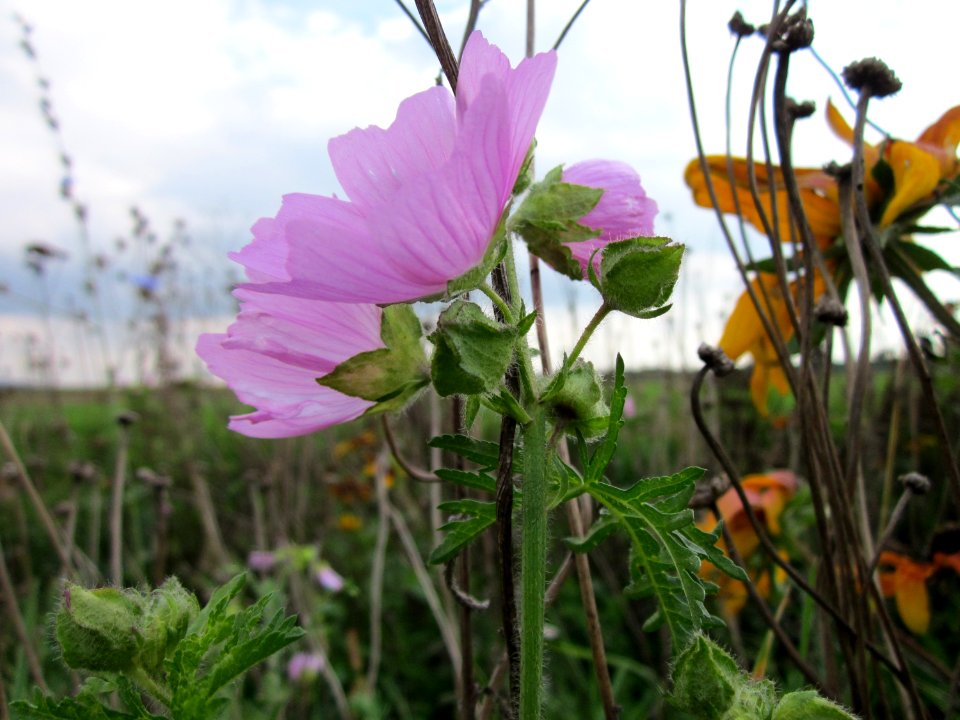 20120922Malve_Walldorf1