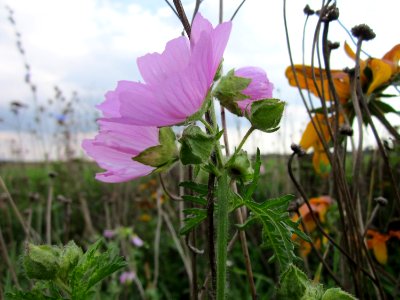20120922Malve_Walldorf1