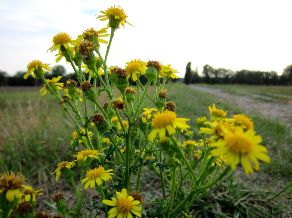 20120923Jacobaea_vulgaris1
