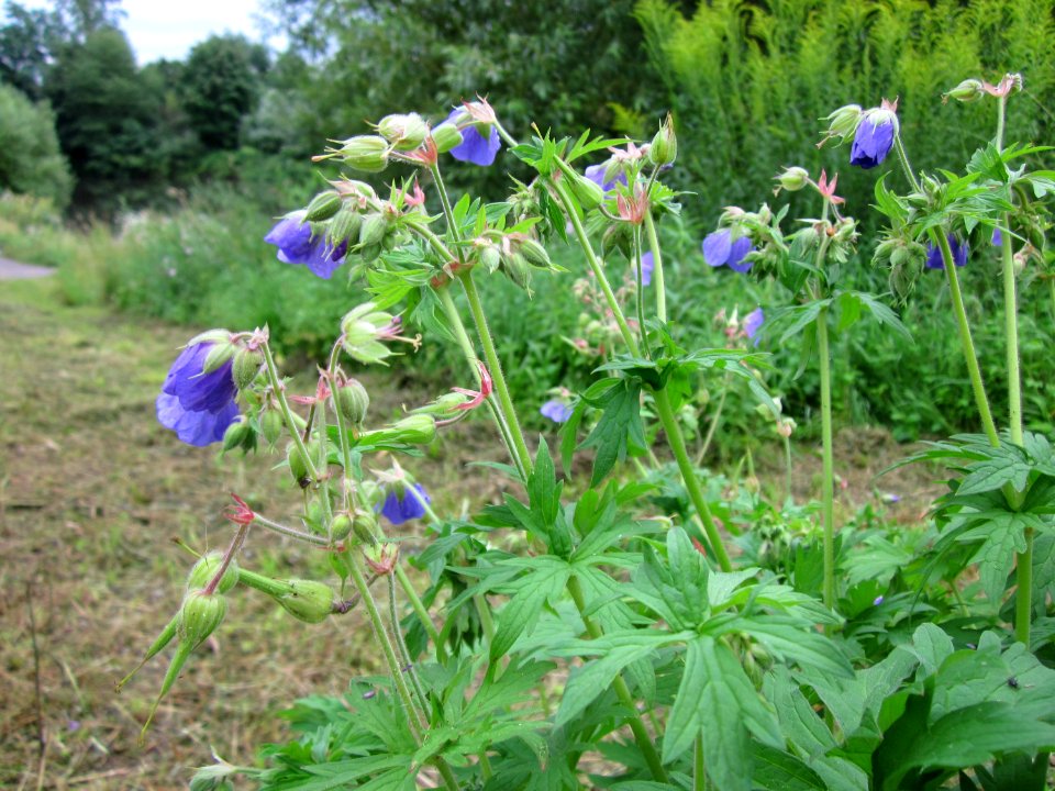 20120720Geranium_pratense2