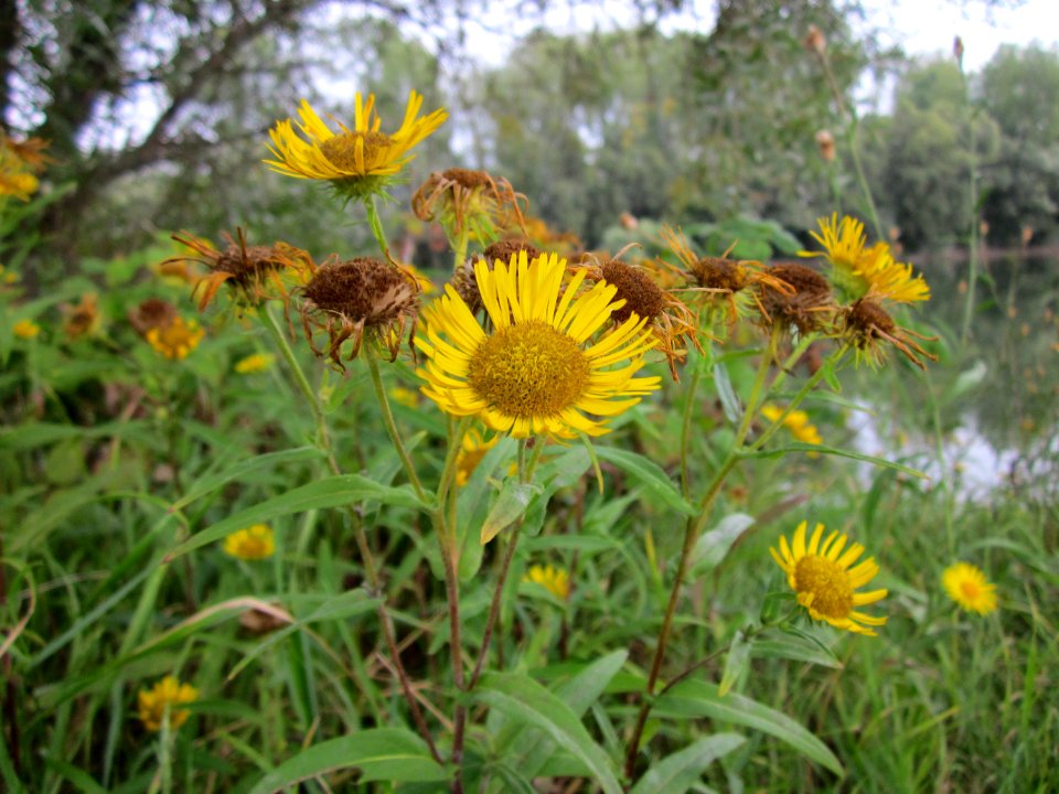 20120923Rheinauenwald_Altlussheim10