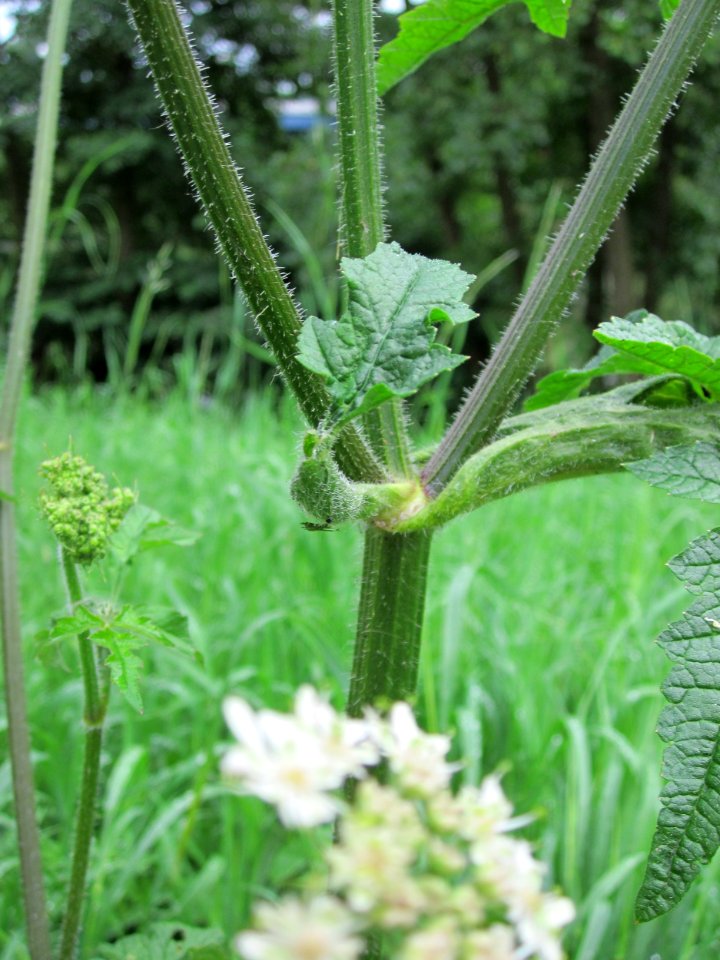 20120720Heracleum_sphondylium4