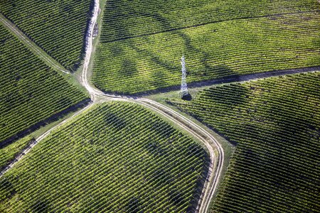 Plantation vineyard green