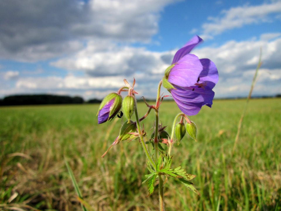 20120919Geranium_pratense3