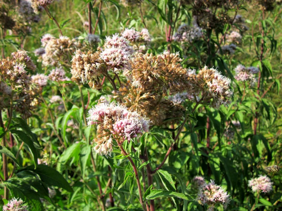 20120726Eupatorium_cannabinum3