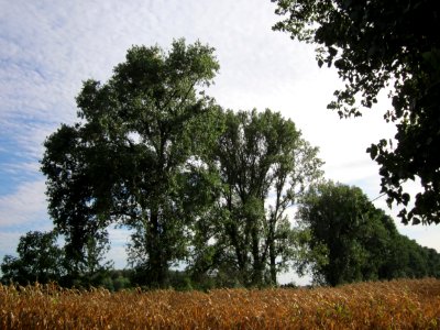 20120920Schwarzpappel_Hockenheim1