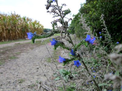 20120923Natternkopf_Hockenheimer_Rheinbogen