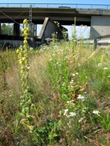 20120726Verbascum_thapsus2