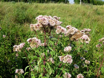 20120726Eupatorium_cannabinum1