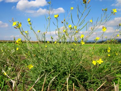 20120922Diplotaxis_tenuifolia1