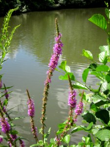 20120722Lythrum_salicaria3