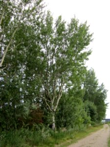 20120923Rheinauenwald_Altlussheim09