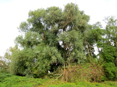 20120921Alter_Kraichbach_hinter_den_Bergen3