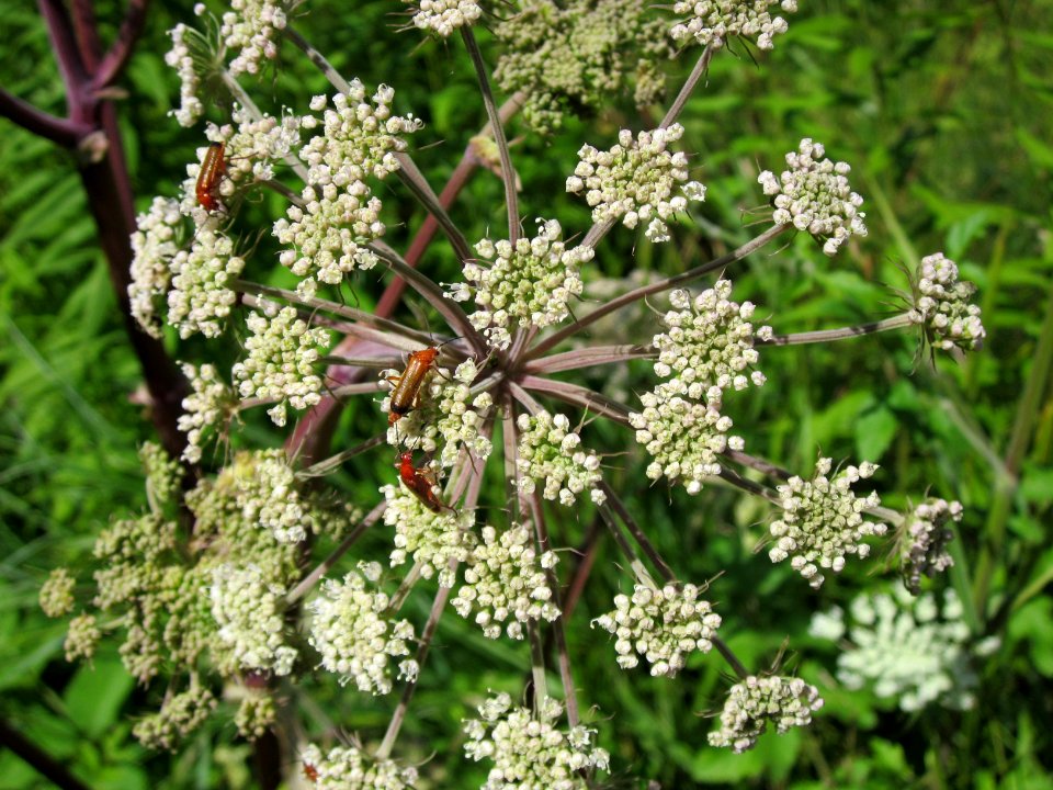 20120723Angelica_sylvestris4