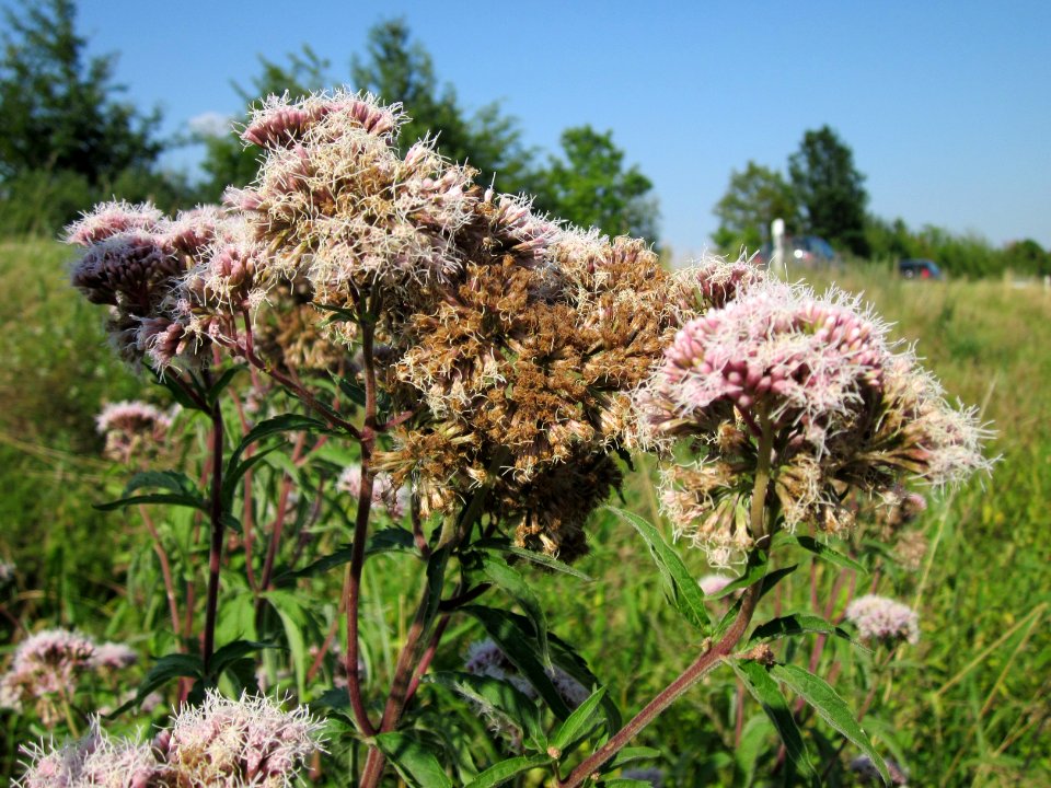 20120726Eupatorium_cannabinum6