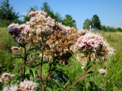 20120726Eupatorium_cannabinum6