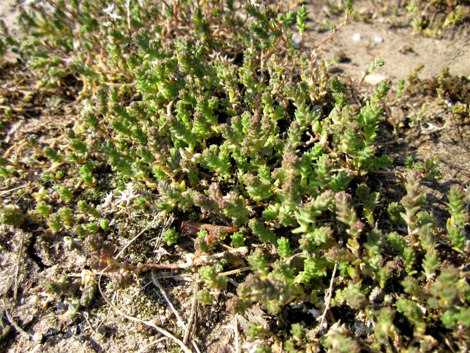 20120725Sedum_acre2