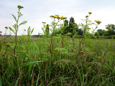 20120923Rainfarn_Hockenheim1