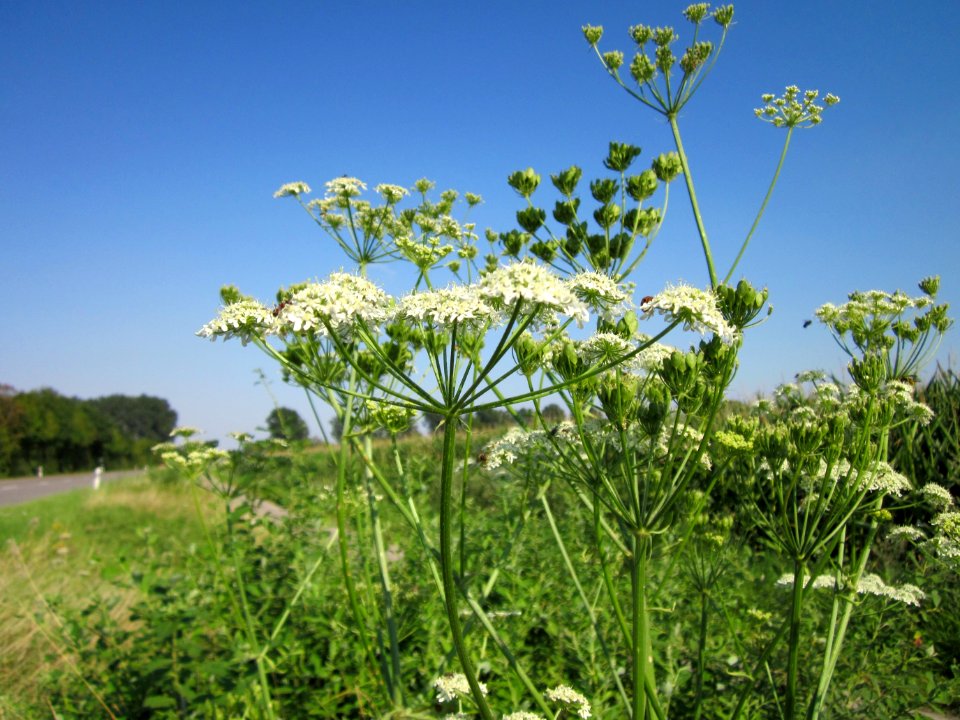 20120726Heracleum_sphondylium8