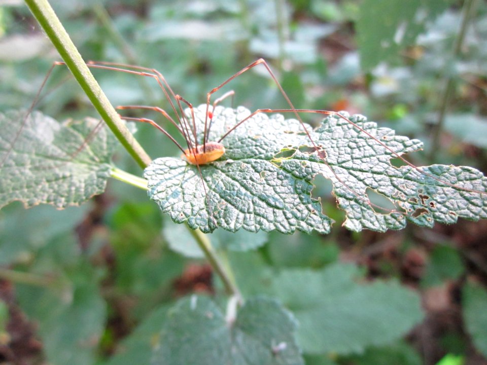 20120726Teucrium_scorodonia2