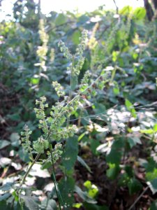 20120726Teucrium_scorodonia1
