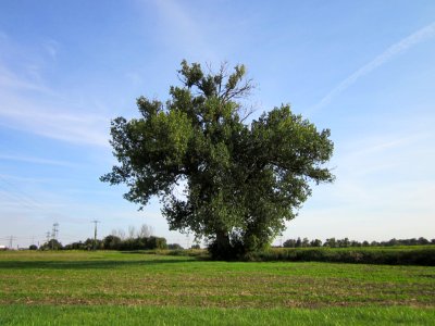 20120920Schwarzpappel_Hockenheim06