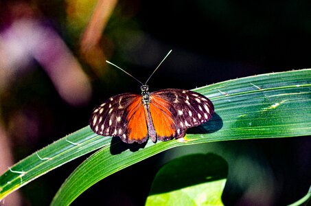 Nature animal forest