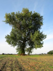 20120920Schwarzpappel_Hockenheim02