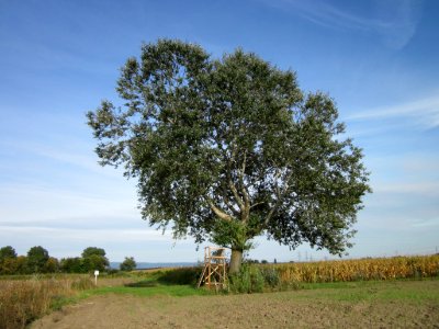20120920Silberpappel_Hockenheim2