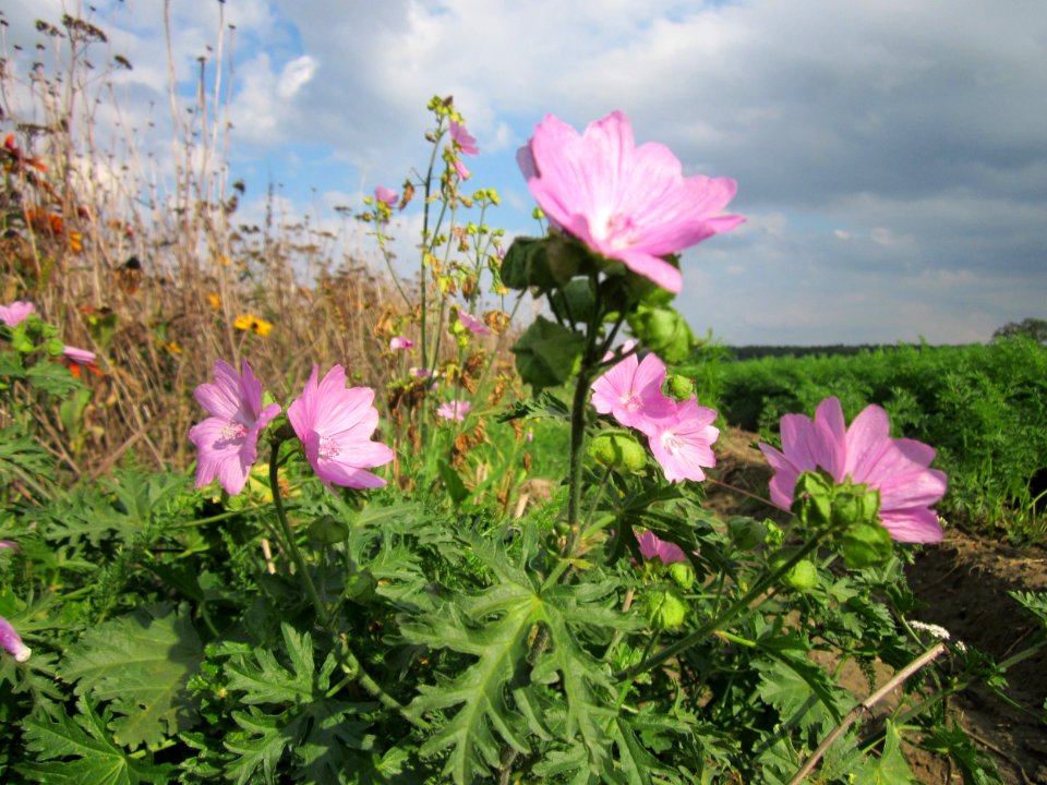 20120922Malve_Walldorf4