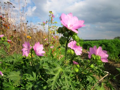 20120922Malve_Walldorf4
