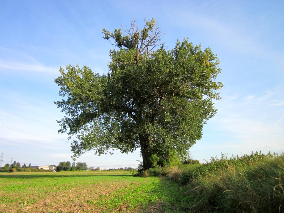 20120920Schwarzpappel_Hockenheim07