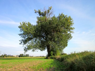 20120920Schwarzpappel_Hockenheim07