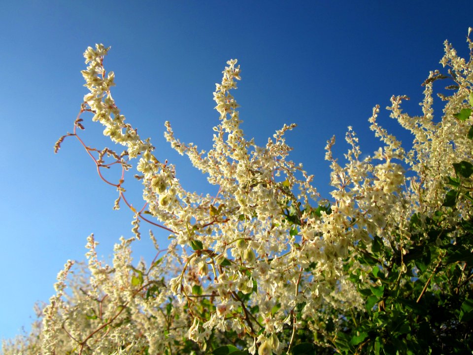 20120922Fallopia_baldschuanica4