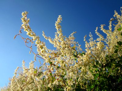 20120922Fallopia_baldschuanica4
