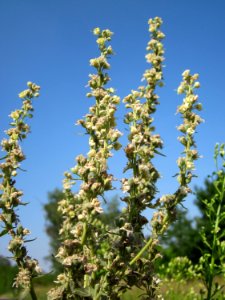 20120725Verbascum_lychnitis4