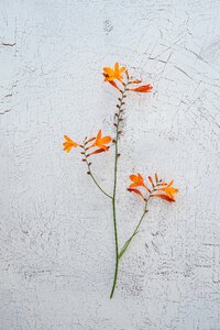 Garden montbretia long stems blossom
