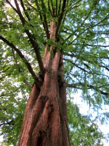 20120919Urweltmammutbaum_Hockenheim04